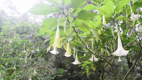 Calming flower bloom Stock Footage 151265148
