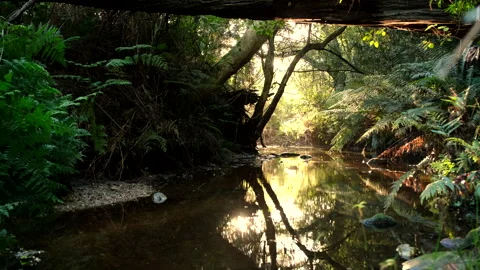 Calming forest scene as water insects dance on stream surface at sunset Stock Footage 318953909