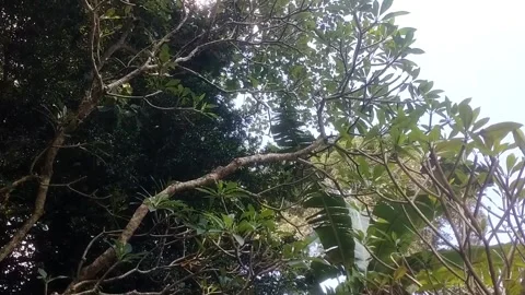 A calming green canopy Stock-Footage 332057978