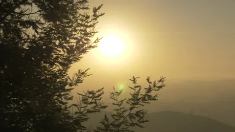 Calming handheld shot of yellow sun setting with conifer tree in foreground Stock Footage 208756696