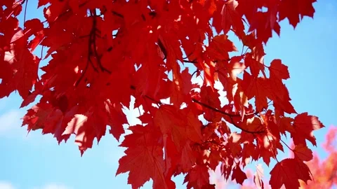 Calming Maple leaves blowing in the wind Stock Footage 154525314