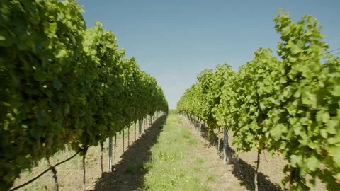 Calming Path through Vineyard with Blue Sky Vídeos de archivo 166144945