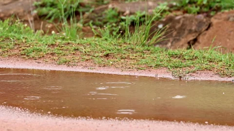 Calming rain drops hit mud puddle on rural African dirt road, telephoto Stock Footage 298293857