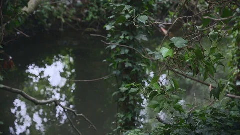 Calming Roofed Forest Stream Vidéo 75460839