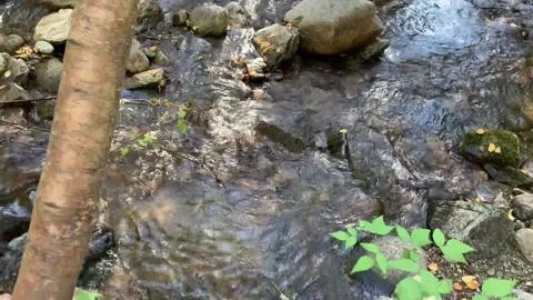 Calming running creek water Stock Footage 219656288