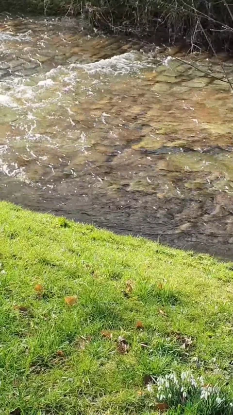 Calming Sounds from a Small River Nature Therapy for Relaxation  Refreshing Stock Footage 273120883