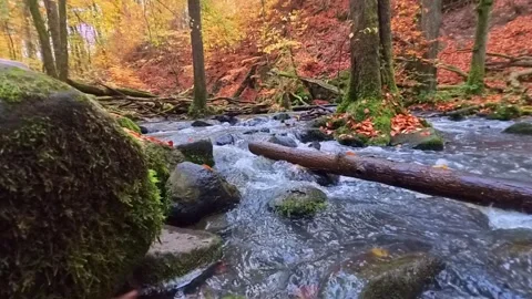 Calming stream flowing through a vibrant autumn forest Stock Footage 322014455