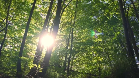 Calming Sunlight Through Trees in a Forest, Dolly in 4K, in Scotland, UK Stock Footage