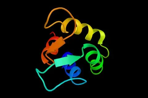 CALML5, expressed in the epidermis, a protein which can associate with tran.. Stock Illustration