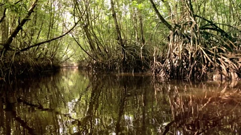 Calmly Drifting Through Forest River Stock Footage 36573852