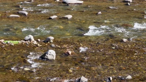 Calmly flowing river on a sunny day Stock Footage 239589398
