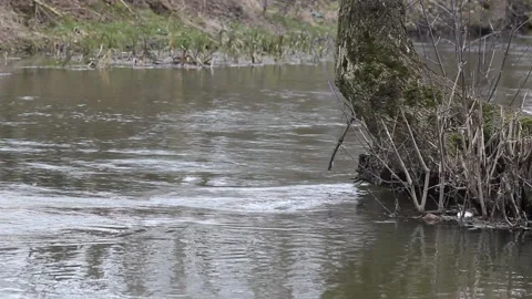 A calmly flowing river with a tree on an autumn day. Stock Footage 170858219