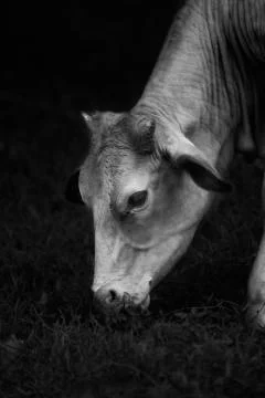 Calmly Grazzing Stock Photos