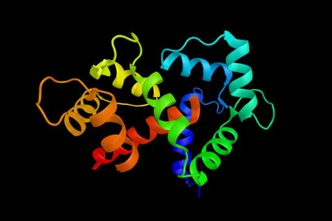Calmodulin 1, a protein whose functions include roles in growth and the cel.. Illustration