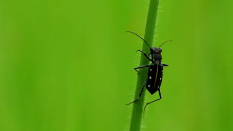 Calochroa flavomaculata tiger beetle perched on grass during monsoon Video stock 345111660
