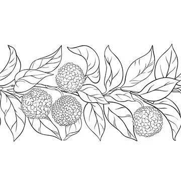 Calodendrum Outline Horizontal Seamless Pattern. Stock Illustration