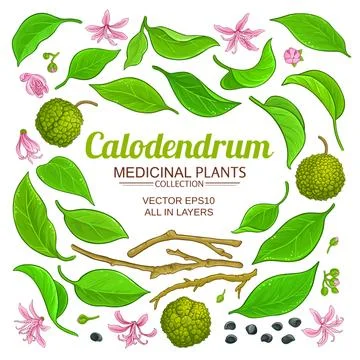 Calodendrum plant elements set on white background Stock Illustration