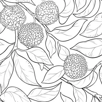 Calodendrum plant vector pattern Stock Illustration