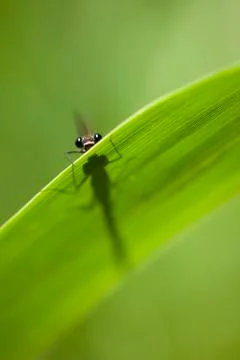 Calopterix damselfly Stock Photos