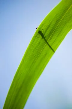 Calopterix damselfly Stock Photos
