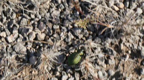 Calosoma reticulatum running Video stock 39735656