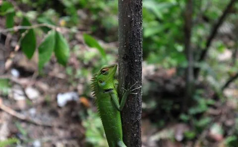 A Calotes Calotes lizard is staring while on a stem vertically Foto stock