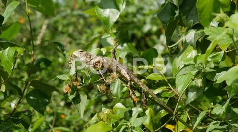 Calotes Indian Lizard Stock Photos