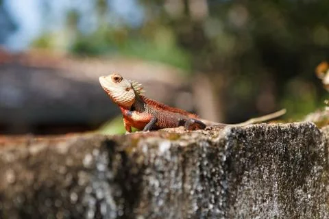Calotes lizard against blurred background, Sri Lanka Stock Photos