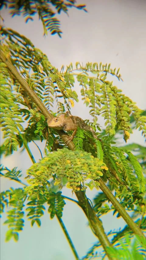 Calotes versicolor Lizard Perched on a Vibrant Green Branch Stock Footage 294679248