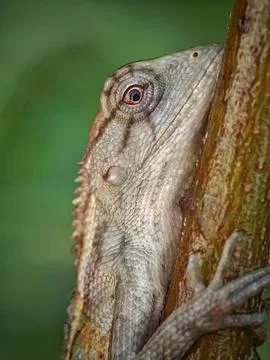 Calotes versicolor Stock Photos