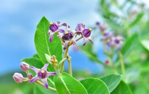 Calotropis flower Foto stock