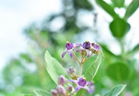 Calotropis Foto stock