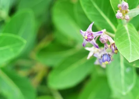 Calotropis Foto stock