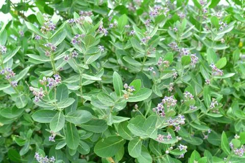 Calotropis Foto stock