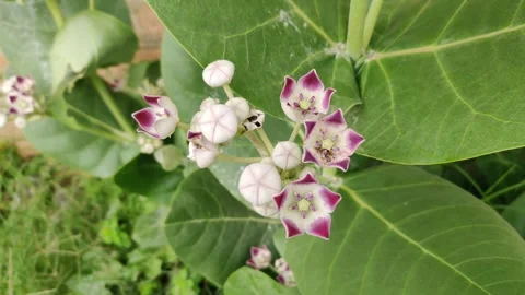 Calotropis procera (commonly known as calotrope, and giant milkweed) Stock Footage 272919341