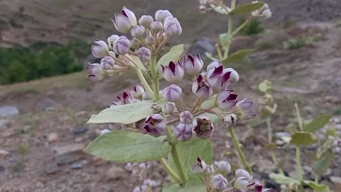  Calotropis Procera Sapling or Giant Milkweed plants and flowers Stock Footage 302622340