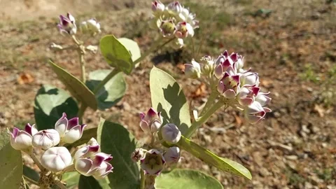  Calotropis Procera Sapling or Giant Milkweed plants and flowers Stock Footage 302622453