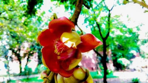 Calta Flower Stock Photos