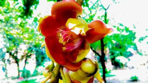 Calta Flower Stock Photos