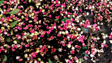 Calta Flower Stock Photos
