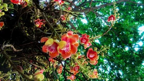 Calta Flower Stock Photos