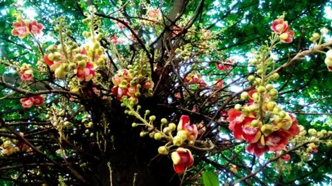 Calta Flower Stock Photos