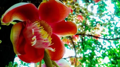 Calta Flower Stock Photos
