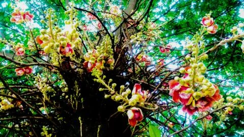 Calta Flower Stock Photos