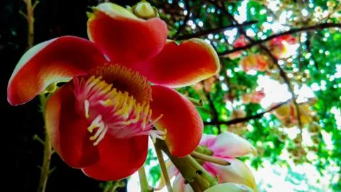 Calta Flower Stock Photos