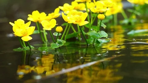Caltha flowers in pond Video stock 75587421