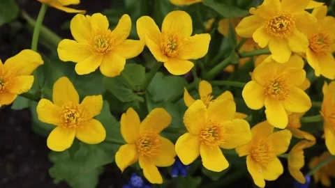 Caltha flowers spring bloom in the garden Stock Footage 82645556