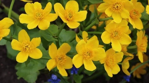 Caltha flowers spring bloom in the garden Video stock 82648158