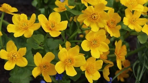 Caltha flowers spring bloom in the garden Stock Footage 82650094