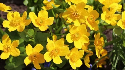 Caltha flowers spring bloom in the garden Stock Footage 82651681